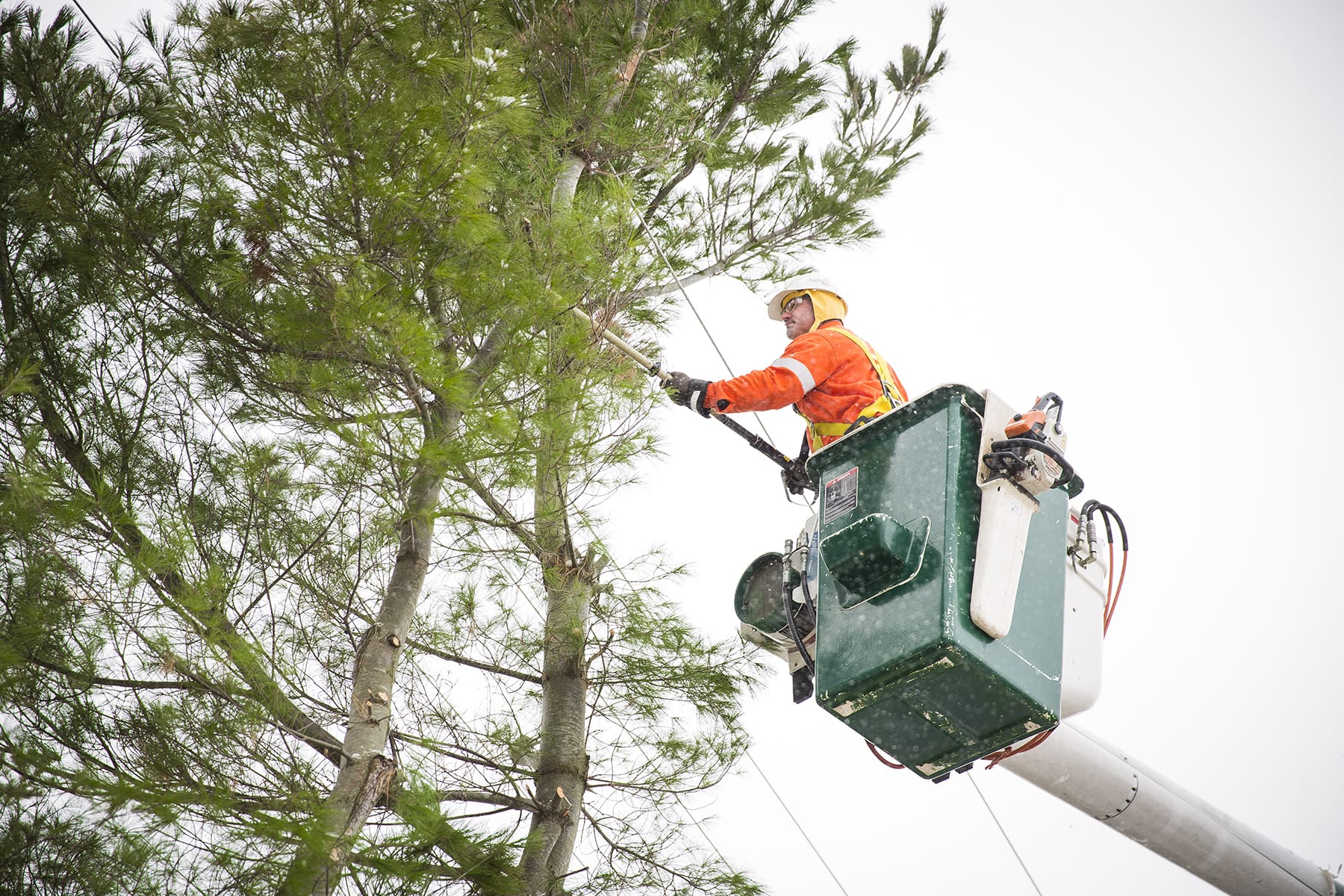 photo of a Hydro One Forestry worker doing tree trimming from a bucket